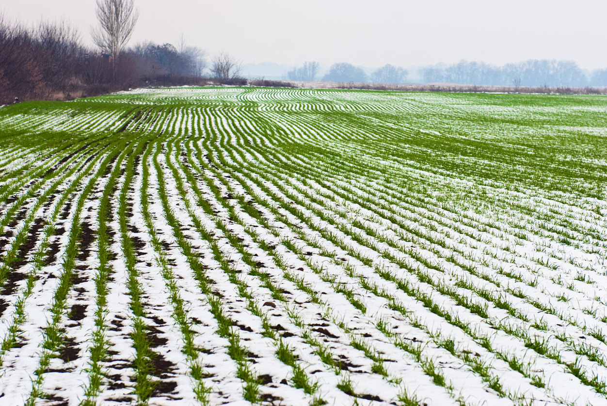 A field of wheat in snow to illustrate USDA reports on winter wheat seeding.
